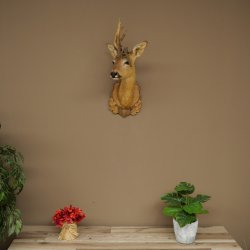 Tête de chevreuil mâle avec bois anormaux, montage taxidermique, hauteur 56 cm ; tête de chevreuil mâle montée sur un socle sculpté