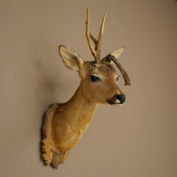 Tête de chevreuil mâle avec bois anormaux, montage taxidermique, hauteur 56 cm ; tête de chevreuil mâle montée sur un socle sculpté