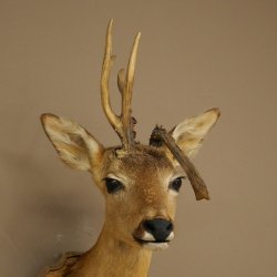 Tête de chevreuil mâle avec bois anormaux, montage taxidermique, hauteur 56 cm ; tête de chevreuil mâle montée sur un socle sculpté