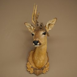 Tête de chevreuil mâle avec bois anormaux, montage taxidermique, hauteur 56 cm ; tête de chevreuil mâle montée sur un socle sculpté