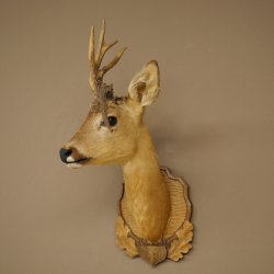 Tête de chevreuil mâle avec bois anormaux, montage taxidermique, hauteur 56 cm ; tête de chevreuil mâle montée sur un socle sculpté