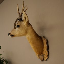 Tête de chevreuil mâle avec bois anormaux, montage taxidermique, hauteur 56 cm ; tête de chevreuil mâle montée sur un socle sculpté