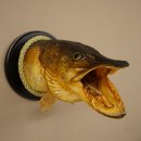 Snoekkop, koppreparaat, kop, roofvis, vis, open kieuwen, schild 60.1.4.18