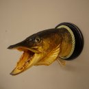 Snoekkop, koppreparaat, kop, roofvis, vis, open kieuwen, schild 60.1.4.18