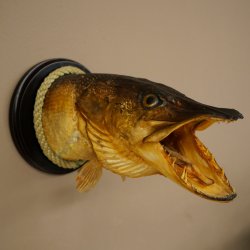 Snoekkop, koppreparaat, kop, roofvis, vis, open kieuwen, schild 60.1.4.18