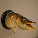 Snoekkop, opgezette kop, kop van een roofvis, vis met open bek, trofeeschild 60.1.4.19