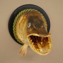 Snoekkop, opgezette kop, kop van een roofvis, vis met open bek, trofeeschild 60.1.4.19