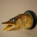 Snoekkop, opgezette kop, kop van een roofvis, vis met open bek, trofeeschild 60.1.4.19