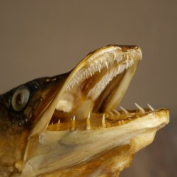 Snoekkop, opgezette kop, kop van een roofvis, vis met open bek, trofeeschild 60.1.4.19