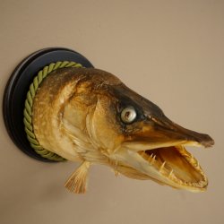 Snoekkop, opgezette kop, kop van een roofvis, vis met open bek, trofeeschild 60.1.4.19