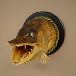Snoekkop, opgezette kop, kop van een roofvis, vis met open bek, trofeeschild 60.1.4.19
