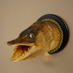 Snoekkop, opgezette kop, kop van een roofvis, vis met open bek, trofeeschild 60.1.4.19