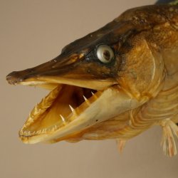 Snoekkop, opgezette kop, kop van een roofvis, vis met open bek, trofeeschild 60.1.4.19