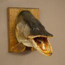 Hechtkopf Kopfpräparat Kopf Raubfisch Fisch offenen Maul Schild 60.1.4.20