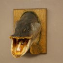 Hechtkopf Kopfpräparat Kopf Raubfisch Fisch offenen Maul Schild 60.1.4.20