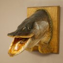 Hechtkopf Kopfpräparat Kopf Raubfisch Fisch offenen Maul Schild 60.1.4.20