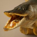 Hechtkopf Kopfpräparat Kopf Raubfisch Fisch offenen Maul Schild 60.1.4.20