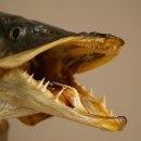 Hechtkopf Kopfpräparat Kopf Raubfisch Fisch offenen Maul Schild 60.1.4.20