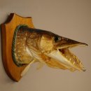 Pike head, mounted head, predatory fish, fish, open gills, shield 60.1.4.21