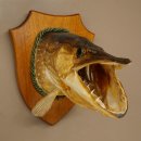 Pike head, mounted head, predatory fish, fish, open gills, shield 60.1.4.21