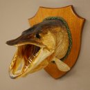 Pike head, mounted head, predatory fish, fish, open gills, shield 60.1.4.21