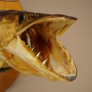Pike head, mounted head, predatory fish, fish, open gills, shield 60.1.4.21