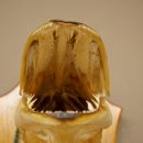 Pike head, mounted head, predatory fish, fish, open gills, shield 60.1.4.21