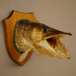 Pike head, mounted head, predatory fish, fish, open gills, shield 60.1.4.21