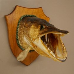 Pike head, mounted head, predatory fish, fish, open gills, shield 60.1.4.21