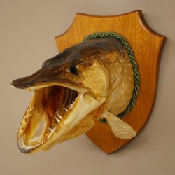 Pike head, mounted head, predatory fish, fish, open gills, shield 60.1.4.21
