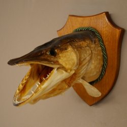 Pike head, mounted head, predatory fish, fish, open gills, shield 60.1.4.21