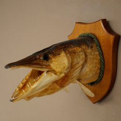 Pike head, mounted head, predatory fish, fish, open gills, shield 60.1.4.21