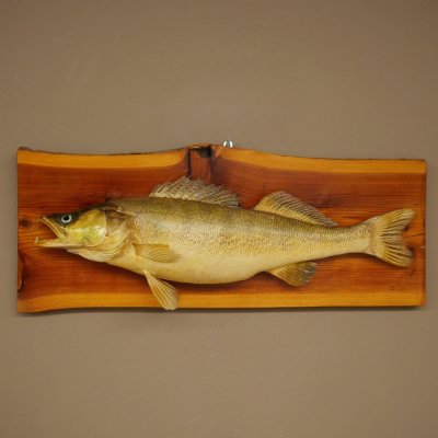 Whole zander mount, 64 cm long, mounted on a board, fish mount, predatory fish mount