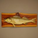 Whole zander mount, 64 cm long, mounted on a board, fish...