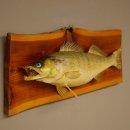 Whole zander mount, 64 cm long, mounted on a board, fish...