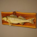Whole zander mount, 64 cm long, mounted on a board, fish mount, predatory fish mount