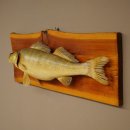Whole zander mount, 64 cm long, mounted on a board, fish mount, predatory fish mount