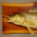 Whole zander mount, 64 cm long, mounted on a board, fish mount, predatory fish mount