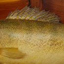 Whole zander mount, 64 cm long, mounted on a board, fish mount, predatory fish mount