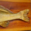 Whole zander mount, 64 cm long, mounted on a board, fish mount, predatory fish mount
