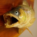 Whole zander mount, 64 cm long, mounted on a board, fish mount, predatory fish mount