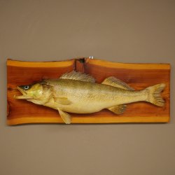 Whole zander mount, 64 cm long, mounted on a board, fish mount, predatory fish mount