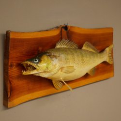 Whole zander mount, 64 cm long, mounted on a board, fish mount, predatory fish mount