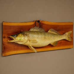Whole zander mount, 64 cm long, mounted on a board, fish mount, predatory fish mount