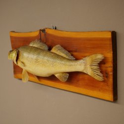 Whole zander mount, 64 cm long, mounted on a board, fish mount, predatory fish mount