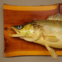 Whole zander mount, 64 cm long, mounted on a board, fish mount, predatory fish mount