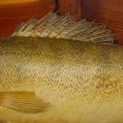 Whole zander mount, 64 cm long, mounted on a board, fish mount, predatory fish mount