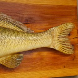 Whole zander mount, 64 cm long, mounted on a board, fish mount, predatory fish mount
