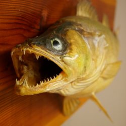 Whole zander mount, 64 cm long, mounted on a board, fish mount, predatory fish mount