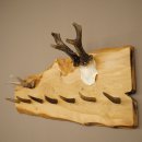 Geweih Garderobe mit 7 Hirschspitzen Haken auf Holzbrett 1x Rehgeweih + 1x Rehstange Wandgarderobe Unikat 27.8.129